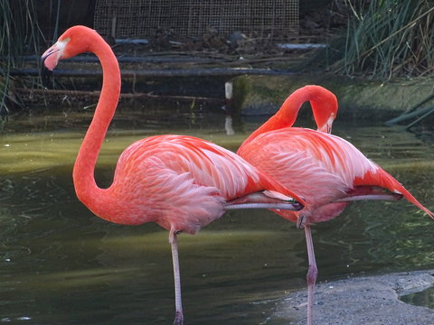 Pink flamingi beautiful colour in water