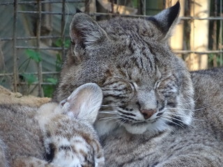 Lynx beautiful fluffy cats 