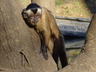 Monkey is having a rest