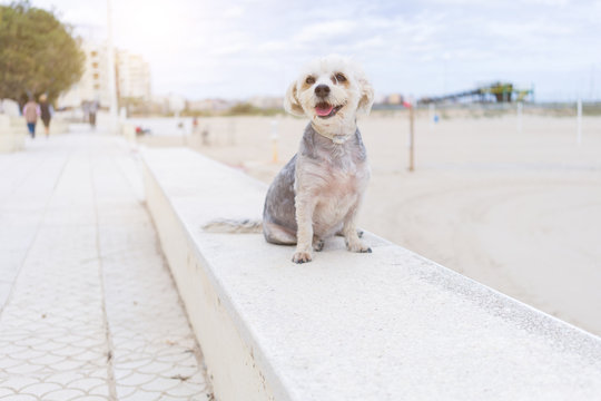 Beautiful dog sitting happy by the beach, enjoying sunny day outdoors