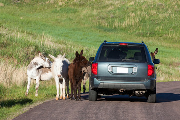 Donkey Family in the Road © tamifreed