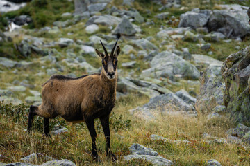 Alpine Ibex in the wild