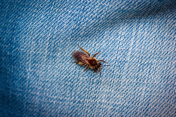 Close-up young worker bee on denim background.
