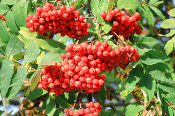 Clusters of ripe Rowan berries are covered with cobwebs