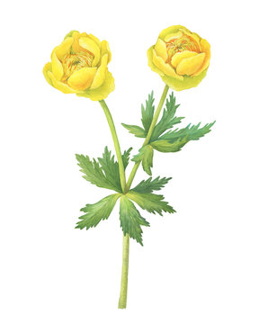Сlose up of bright yellow coloured Trollius chinensis flowers (known as buttercup, crowfoot, globe flower). Watercolor hand drawn painting illustration isolated on white background.