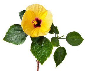 Yellow hibiscus flower on branch isolated on white background. Tropical exotic flower.