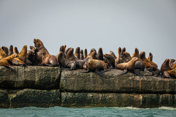 lots of sea lions on the rookery