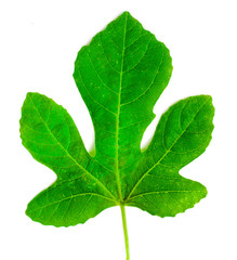 Fig leaf isolated on a white background.