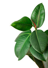 Fototapeta premium Ficus Elastica (Rubber Plant) isolated on a white background.