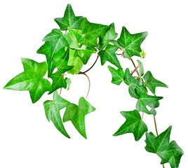 Green ivy plant (Hedera helix) isolated on white background. Design element.