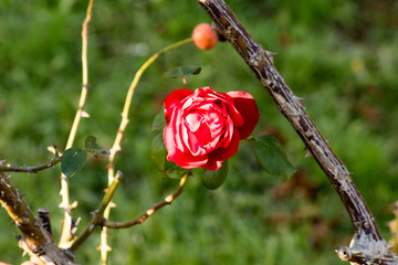 flowers