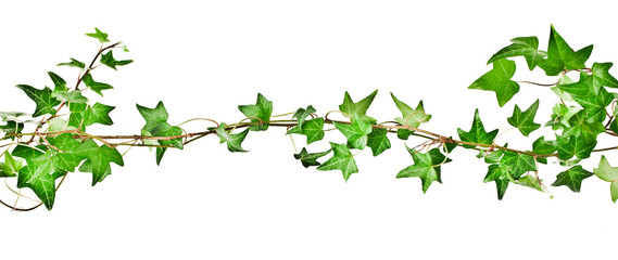 Green ivy plant (Hedera helix) isolated on white background. Design element.