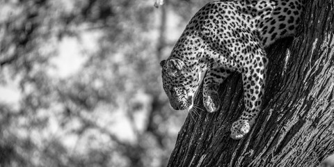 Leopard bei der Jagd