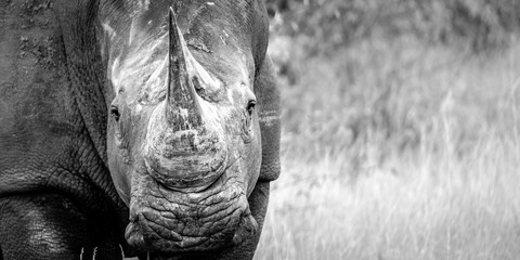 Männliches Breitmaulnashorn B&W Panorama