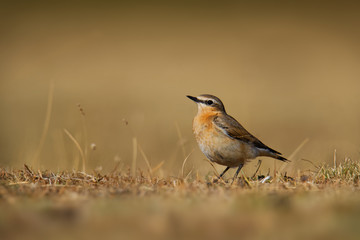 Seebohm's wheatear - Oenanthe oenanthe seebohmi during its chicks feeding. Sitting on the semi-desert grass, small passerine bird living in the north Africa, Algeria and Morocco