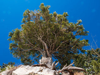 Bottom up Pine tree view with a huge crown during blue sky