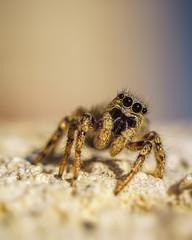 jumping spider on a white background