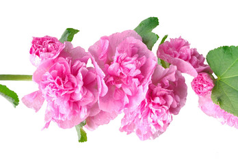 Naklejka premium Douple flowering Hollyhock isolated on the white backround. Pink flowering congratulations. Cut out or add your text