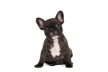Studio shot of an adorable French bulldog puppy sitting on isolated white background looking at the camera with copy space