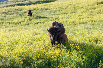 Mother and Baby Bison