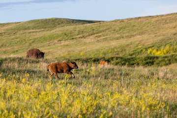 Running Baby Bison