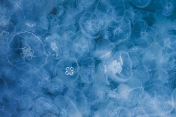 A large number of large jellyfish in sea water. Blue background and main object in defocus.