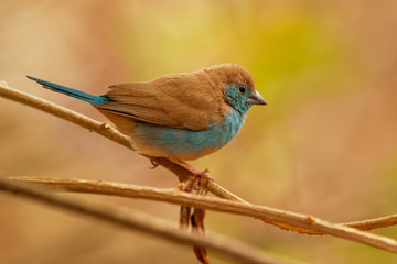 Blue Waxbill or Southern Cordonbleu - Uraeginthus angolensis also known as a blue-breasted waxbill, blue-cheeked or Angola cordon-bleu, species of estrildid finch found in Southern Africa