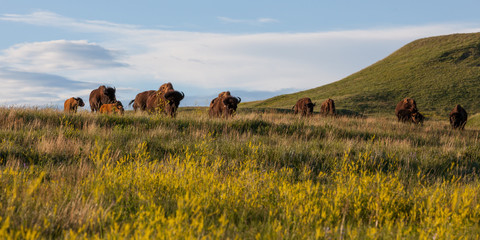 Bison Gang © tamifreed