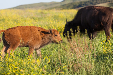Baby Bison with Wildflowers