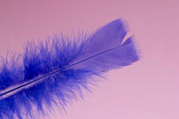 blue feather boa on light board on the left with space for text