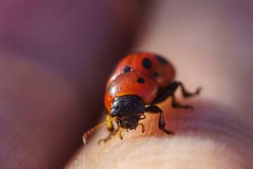 ladybug on a finger