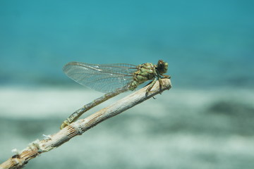 Newly emerged dragonfly near a lake.