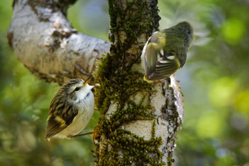 Acanthisitta chloris - Rifleman - titipounamu female - endemic bird from New Zealand, small...