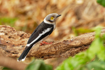 Fototapeta premium White-crested Helmetshrike - Prionops plumatus or white helmetshrike, passerine bird in the family Prionopidae, formerly in the Malaconotidae, white bird with yellow eye
