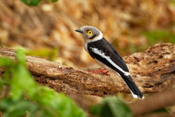 White-crested Helmetshrike - Prionops plumatus or white helmetshrike, passerine bird in the family Prionopidae, formerly in the Malaconotidae, white bird with yellow eye