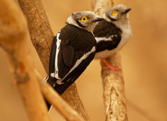 White-crested Helmetshrike - Prionops plumatus or white helmetshrike, passerine bird in the family Prionopidae, formerly in the Malaconotidae, white bird with yellow eye