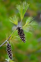 pine cone on the branch