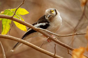 White-crested Helmetshrike - Prionops plumatus or white helmetshrike, passerine bird in the family Prionopidae, formerly in the Malaconotidae, white bird with yellow eye