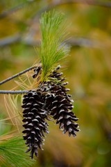 pine cone on the branch