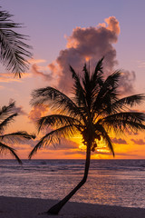 Palm tree and ocean in tropical orange sunrise