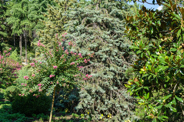 Fototapeta na wymiar Beautiful pink flowers on Сrape myrtle tree (Lagerstroemia indica) on mediterranean cypress and Evergreen Southern Magnolia background in park Aivazovsky Partenit, Crimea.
