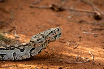 African Rock Python