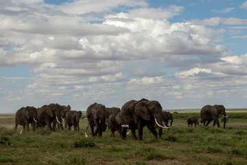 Fototapeta na wymiar Amboseli Elephant Herd