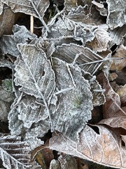 frost on leaves