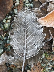 frost on leaf
