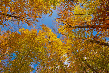 Looking up into the Autumn Colors