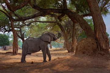 African Bush Elephant - Loxodonta africana in Mana Pools National Park in Zimbabwe, standing in the...