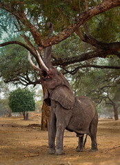Fototapeta premium African Bush Elephant - Loxodonta africana in Mana Pools National Park in Zimbabwe, standing in the green forest and eating or looking for leaves
