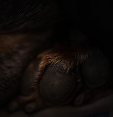 paw
