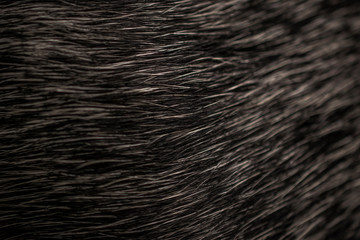 fur coat pelliccia